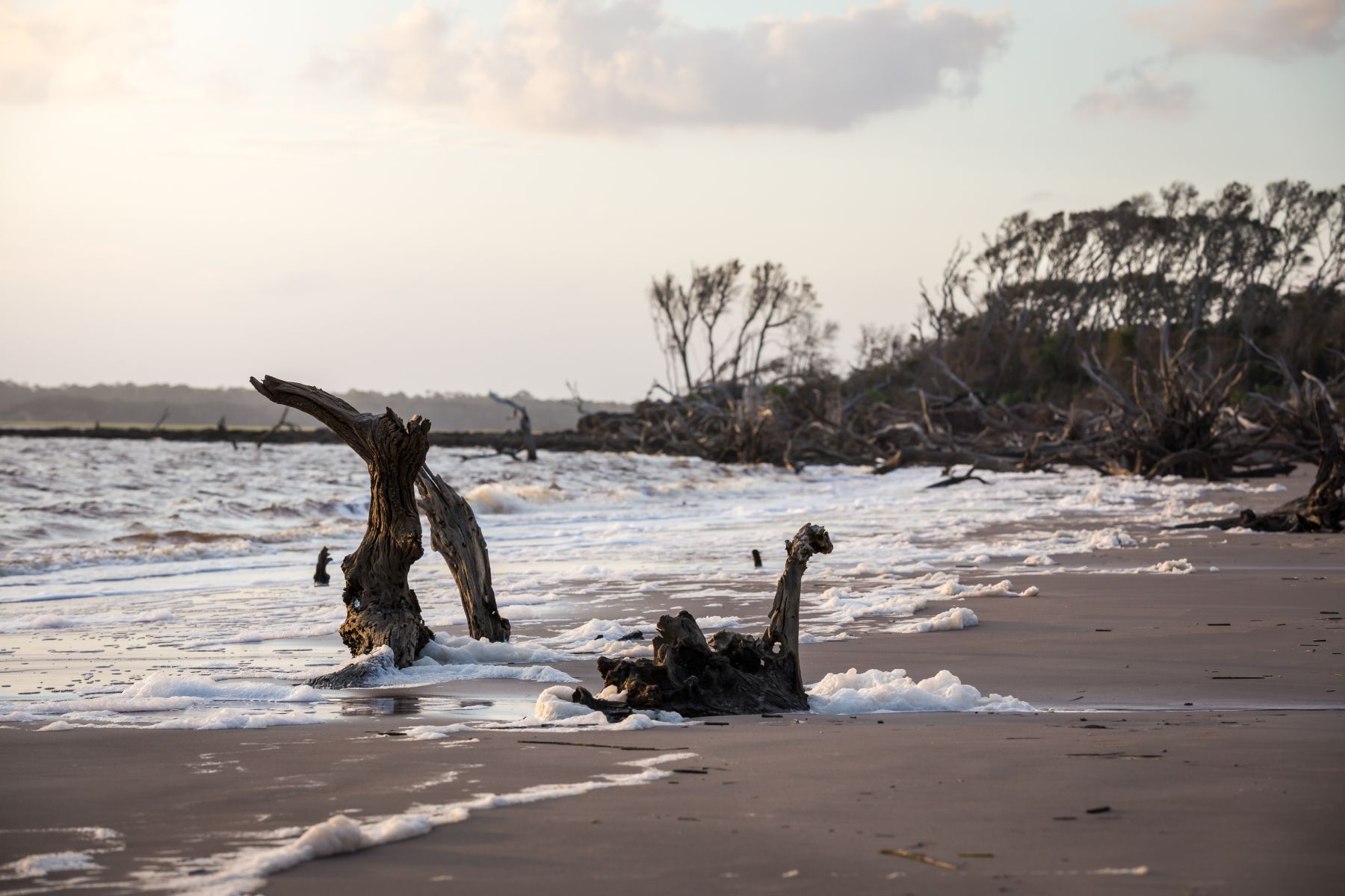 Big Talbot Island's Boneyard Beach
